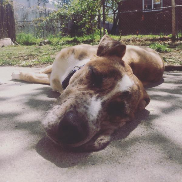 /Images/uploads/Humane Society of Utah/HSU2018/entries/4169thumb.jpg